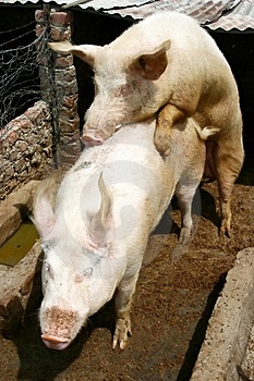 mating-pigs-thumb2869398.jpg