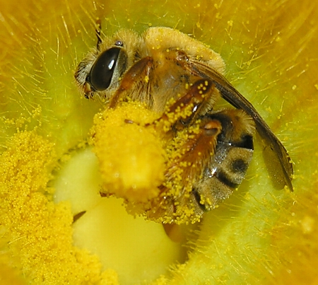 bee