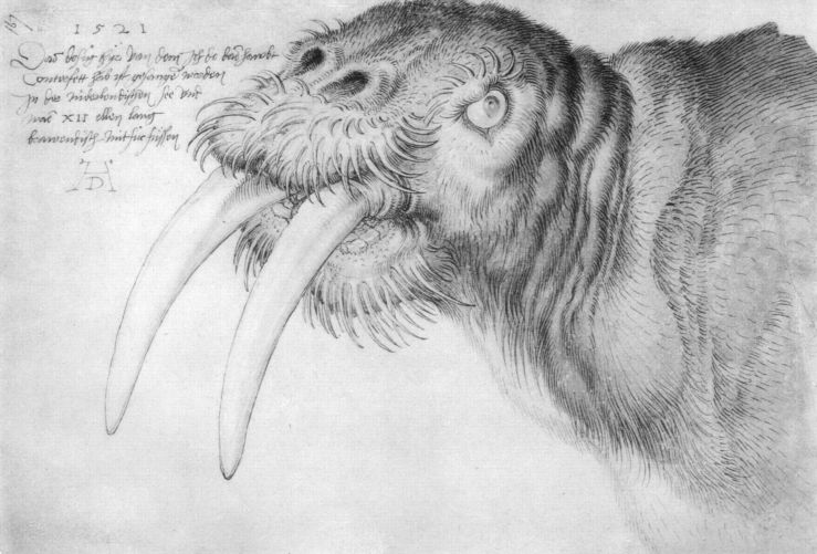 head-of-a-walrus-1521
