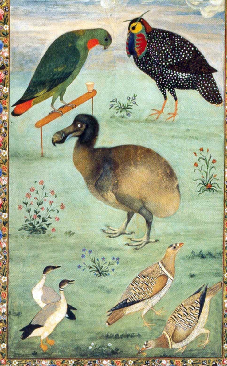 untitled-dodo-1625