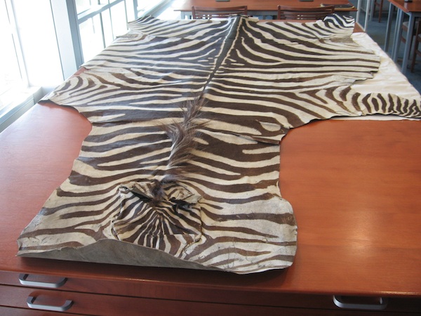 zebraskin