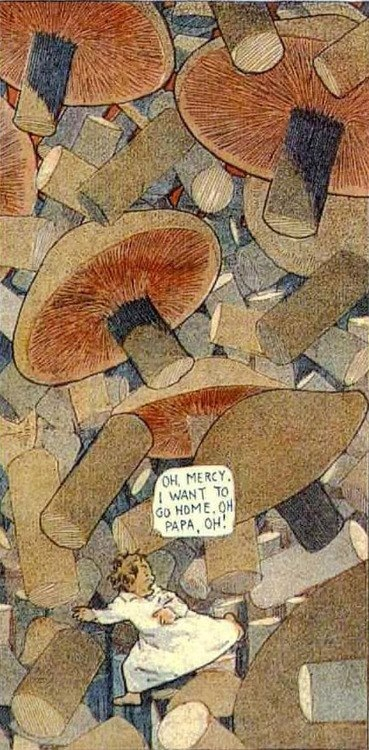 mushrooms mccay