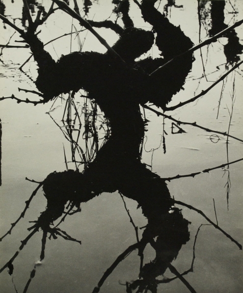 clergue_vignes-vines_575