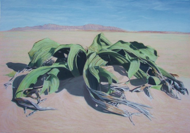 Welwitchia-Louise Nienaber.jpg