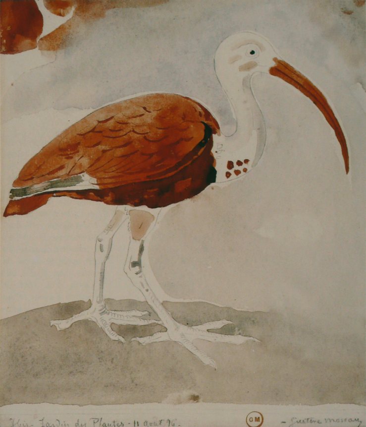 ibis-1876