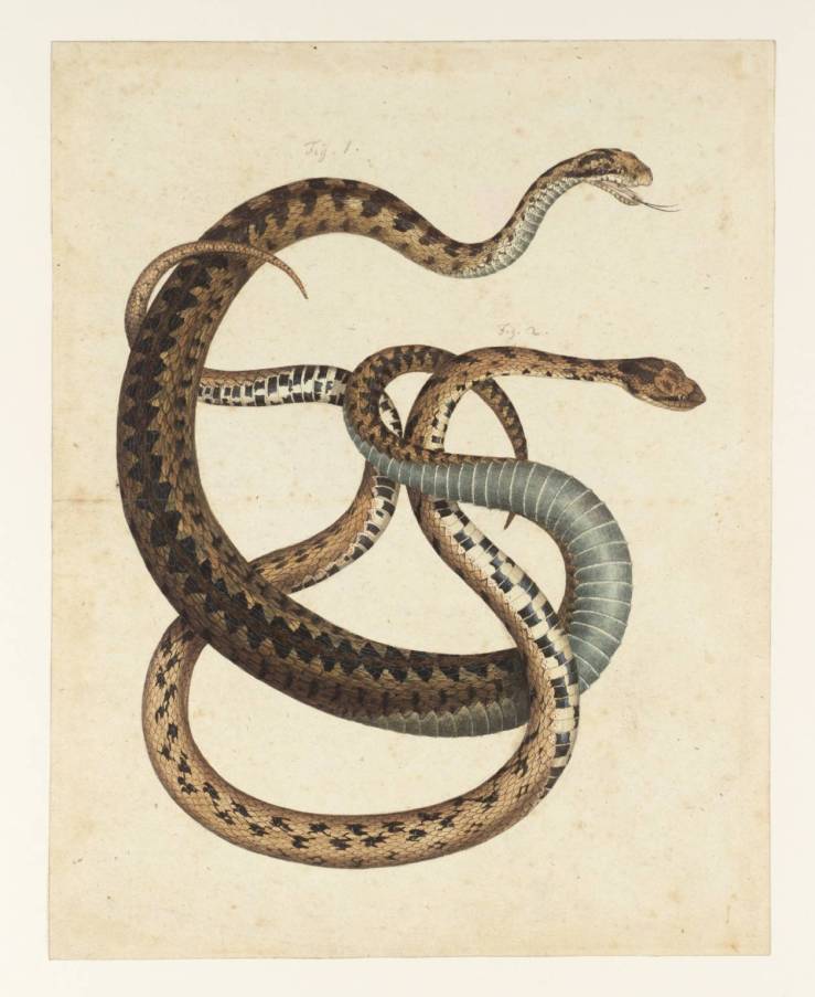 Two Snakes null by Albertus Seba null