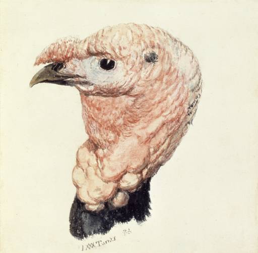 Head of a Turkey Cock 1815-20 by Joseph Mallord William Turner 1775-1851