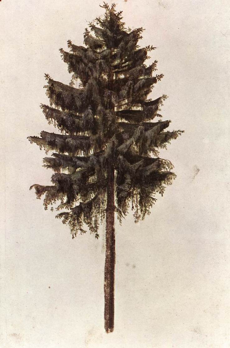 pine-1497